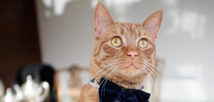 Una celebridad: el importante reconocimiento que consiguió 'Megato' a nivel latinoamericano