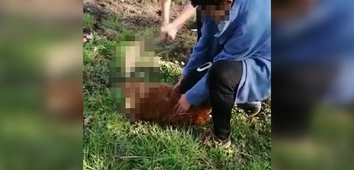 Brutal maltrato animal en Santa Bárbara: estudiantes se grabaron golpeando a un chivo hasta matarlo