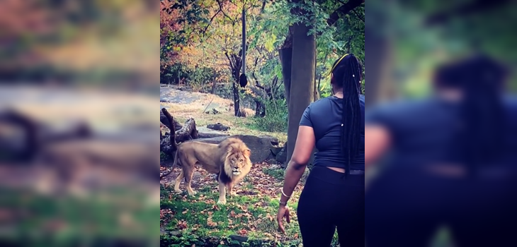 Mujer se coló al área de leones en zoológico de EEUU solo para 'burlarse' de ellos: momento es viral