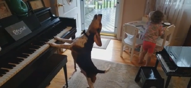 Buddy Mercury: el perro que se luce cantando y tocando el piano que es sensación en internet