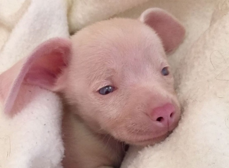 Perro que fue abandonado por nacer sordo y ciego ahora inspira a estudiantes en Estados Unidos