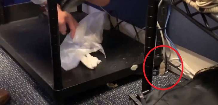 Ratón cayó desde techo de la Casa Blanca y aterrizó sobre periodista: momento se viralizó en redes