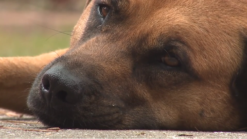 Rescató a perro de refugio y tres años después se convirtió en su héroe: can le advirtió de incendio