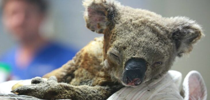Murió Lewis, el koala que simbolizó la angustia del incendio forestal en Australia