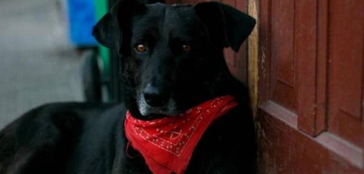 Chilenos homenajearon al 