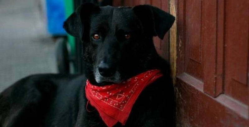 Realizan improvisada escultura para homenajear al 