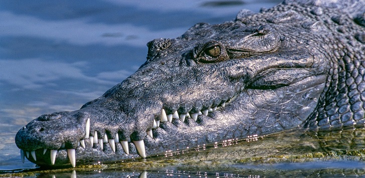 Sujeto violó la cuarentena por coronavirus, salió a pescar y se lo devoró un cocodrilo