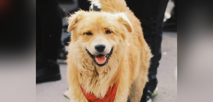 El esperanzador vuelco en la vida de perrito 