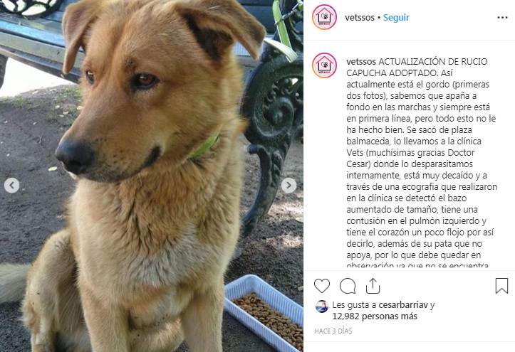VetSOS Instagram