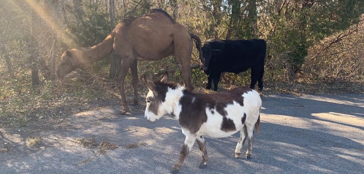 Hallan en Kansas a un camello, una vaca y una cabra caminando juntos hacia... ¿un pesebre?