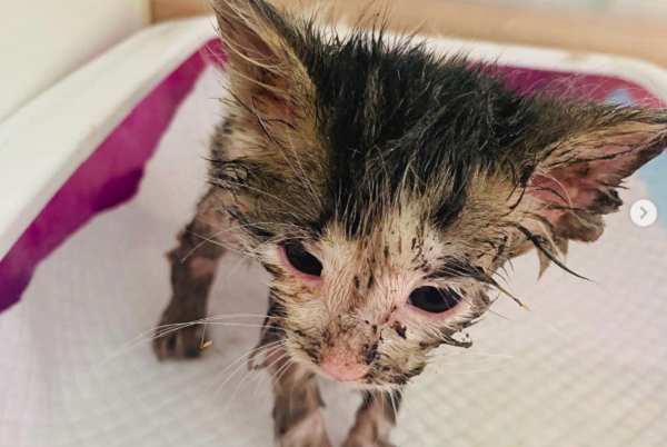 Encuentran a gatita cubierta de pegamento en Santiago: veterinaria pide ayuda para salvarla