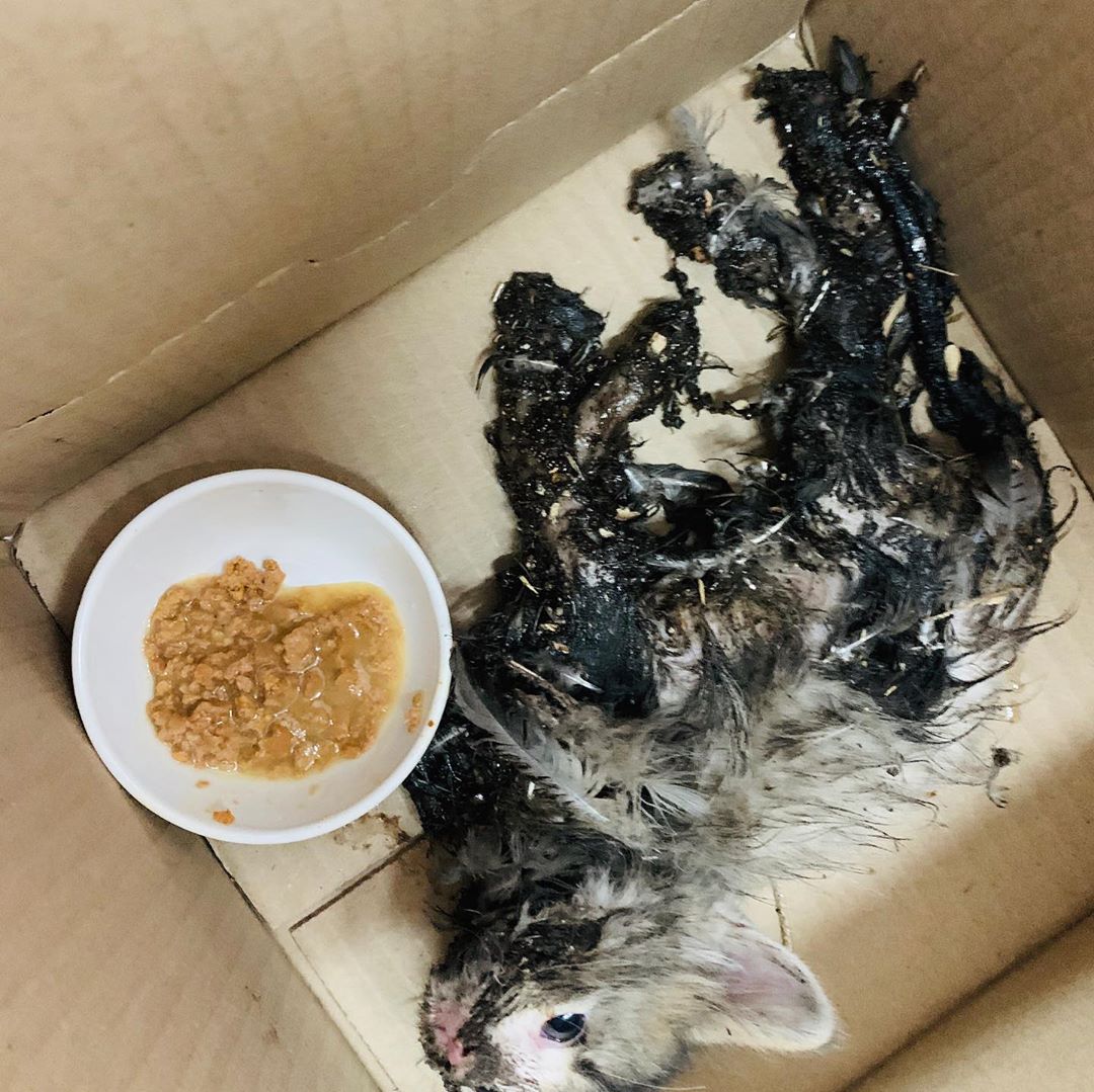 Gatita con pegamento