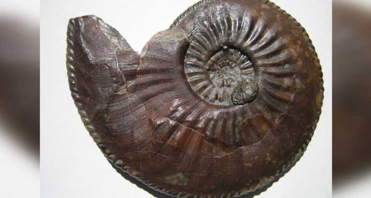 Objeto lanzado a Carabineros durante protesta resultó ser un fósil de al menos 66 millones de años