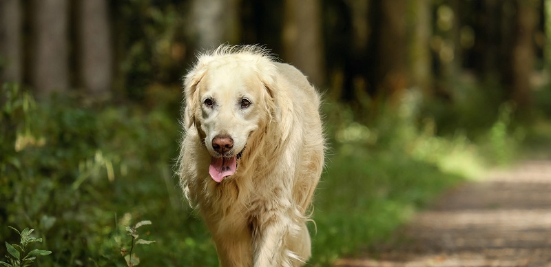 Trabajo soñado: en Londres buscan a 'cuidador de perros' y el sueldo es de $33 millones anuales