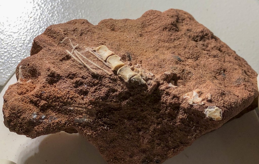 Hallan por primera vez fósiles de 