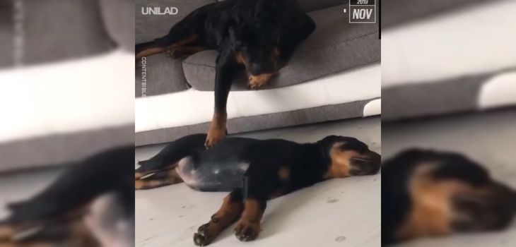 Video de un perro cuidando a una cachorra mientras tiene pesadillas enterneció las redes sociales