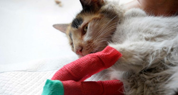 Ellos también buscan recuperarse: más de 120 mascotas sufrieron quemaduras en incendio de Valparaíso