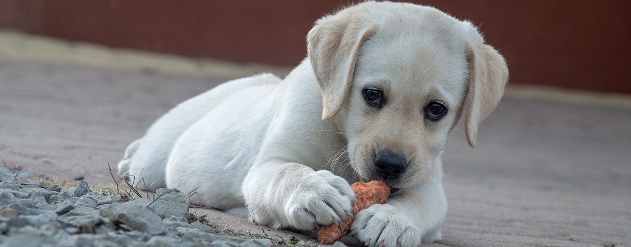 Alimentación de mascotas