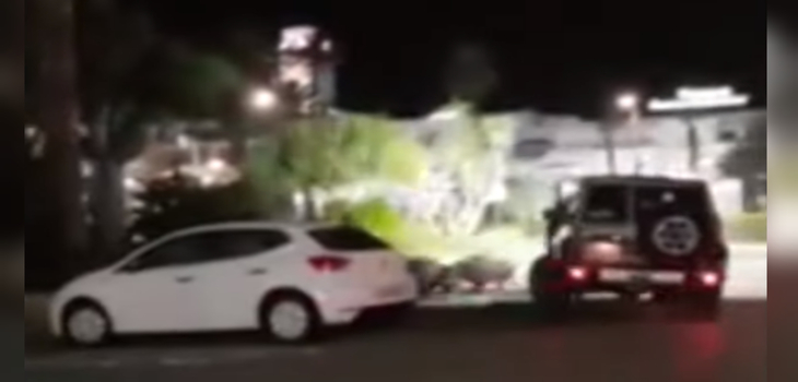 Hombre que atropelló a manada de jabalíes y se dio a la fuga: se enfrentaría a multa de 30.000 euros