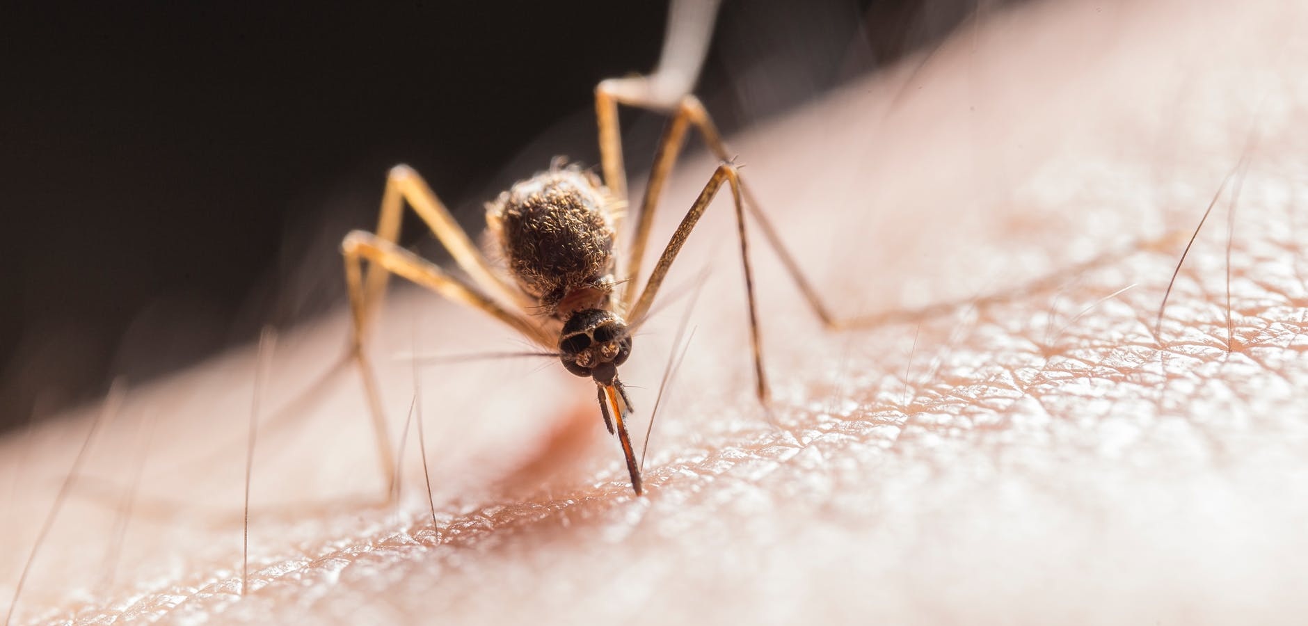 ¿No aguantas las picaduras de los mosquitos? Entonces empieza a dejar la cerveza
