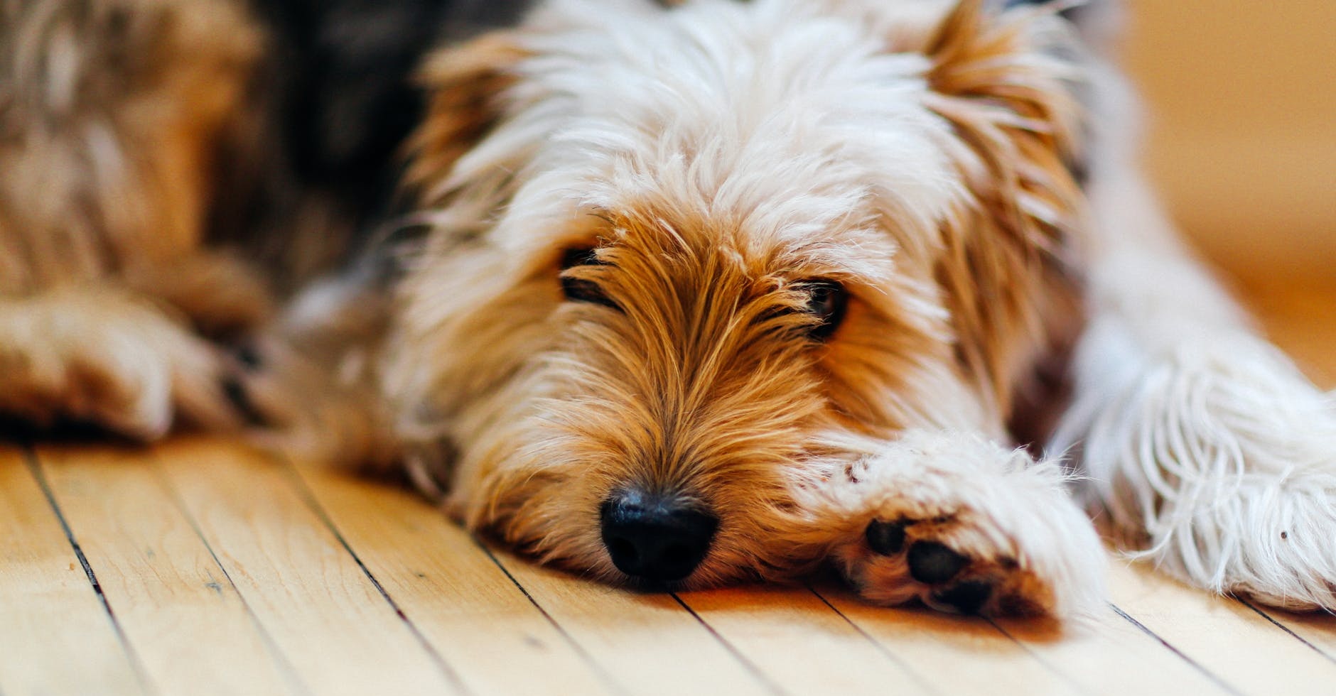 Las multas que arriesgan las personas que infrinjan la 'Ley Cholito': se cumple un año de la medida
