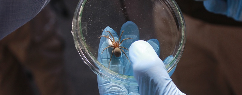 ¿Por qué la mordedura de araña de rincón es más frecuente en verano?
