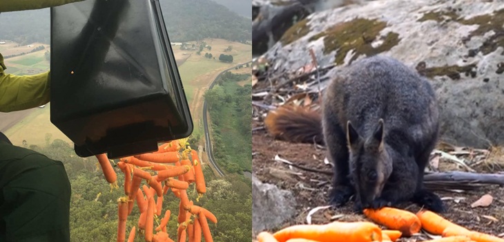 Operación Rock Wallaby se hace viral: lanzan vegetales a animales víctimas de incendios en Australia