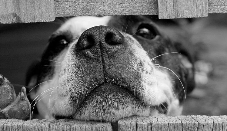 La dolorosa carta que dejó dueño que abandonó a su perro en una iglesia: 