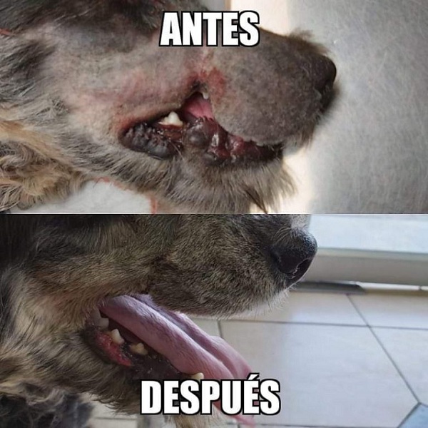 faustino perrito adopcion