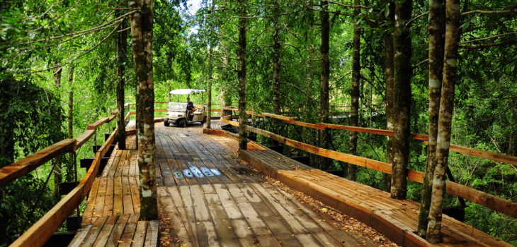Pasarela en reserva Huilo Huilo colapsó: turistas cayeron desde altura de 3 metros