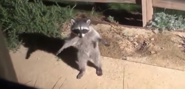 Dos mapaches invadieron un hogar y fueron pillados in fraganti: simularon ser estatuas