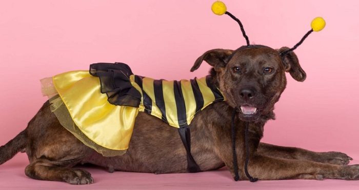 maple perrito adopcion