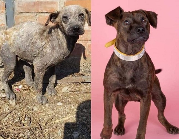 maple perrito adopcion