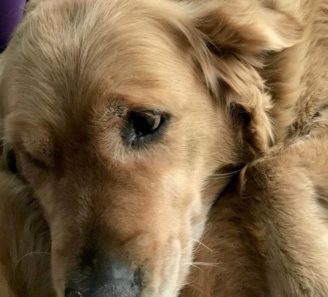 Asha: la historia de la perrita que se hizo viral por ayudar a koala perdido en Australia