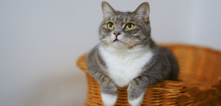 Vecinas gastan 20 millones de pesos en pugna por mascota: 