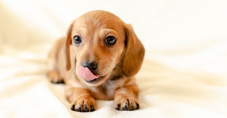 Joven se fue de viaje y dejó a su perro a cargo de su tía: dejó divertido manual de instrucciones