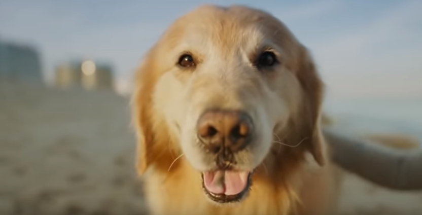 Hombre pagará millones de dólares para contar en el Super Bowl cómo su perro superó el cáncer