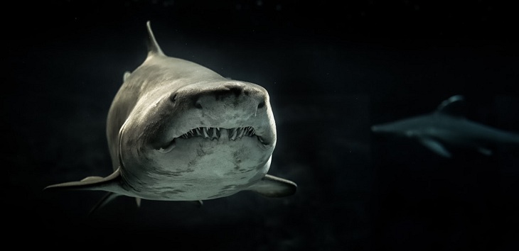 Tiburón mató a a un hombre que buceaba en Australia: es el segundo ataque en tres años
