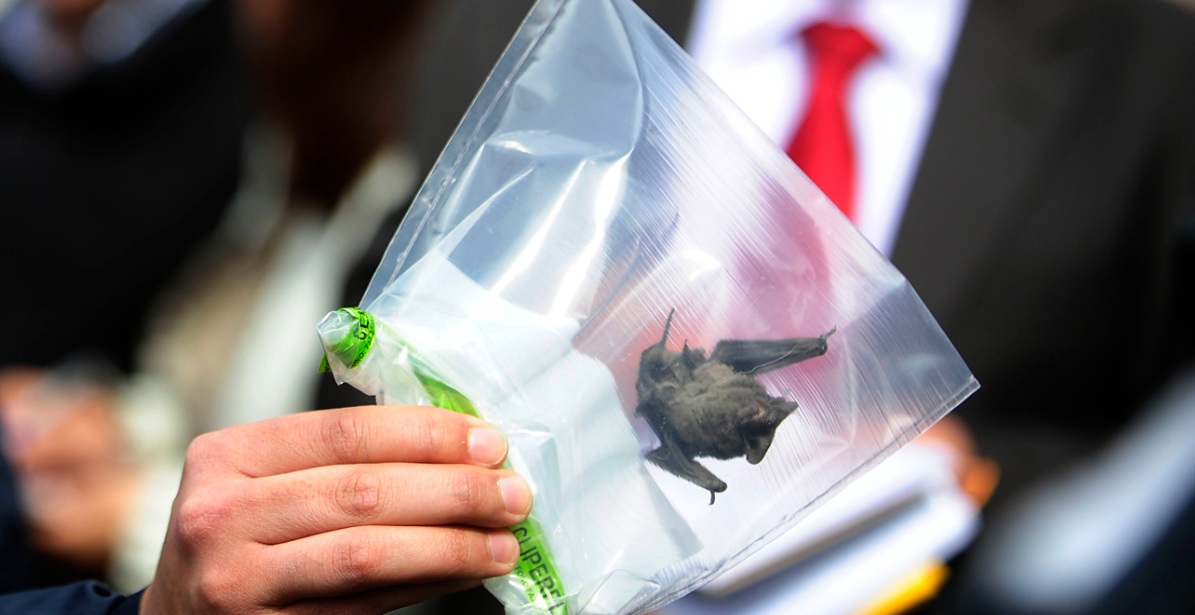 Ante plaga de murciélagos en edificio de Santiago: ¿qué debo hacer si uno ingresa a mi casa?