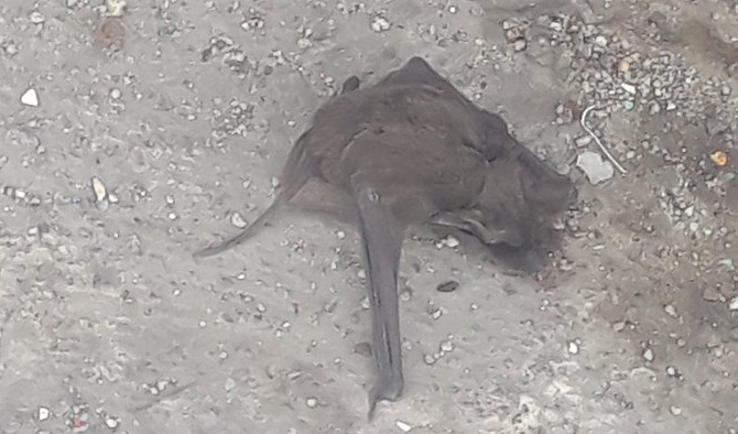 Vecinos de Santiago Centro denuncian plaga de murciélagos: entraron a varios departamentos