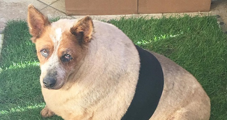 La historia de Arbuckle, el perro abandonado por ser muy gordo y que falleció tras encontrar hogar