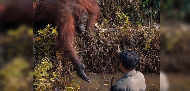 Imagen de orangután intentando a ayudar a una persona se hace viral: fotógrafo no lo podía creer