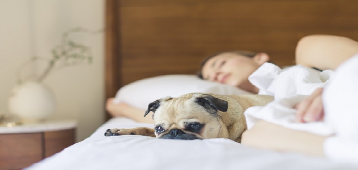 Dormir con tu mascota reduce los niveles de ansiedad y estrés: expertos cuentan por qué