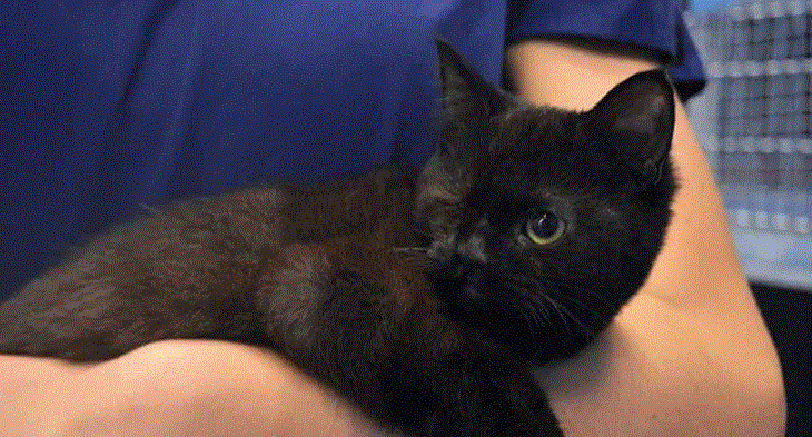 Gatita perdió su ojo debido a extraña anomalía congénita: refugio le busca hogar