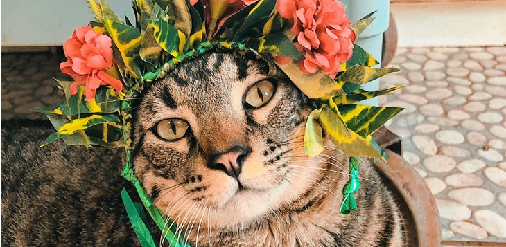 Gatito pascuense quedó discapacitado tras ataque de perros: le buscan padrinos para gastos médicos