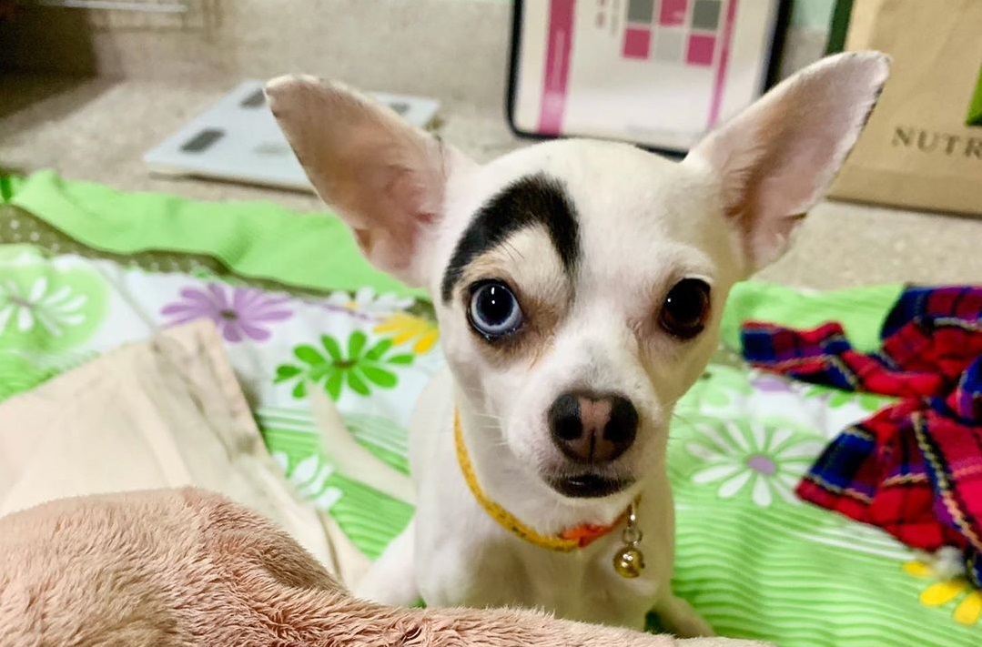 Lucky: el chihuahua que saca risas (y enternece) con su aspecto de villano de Disney