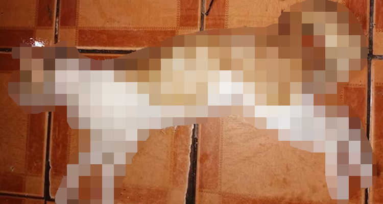 PDI investiga brutal caso de maltrato animal: hombre habría despellejado y disecado a un gato