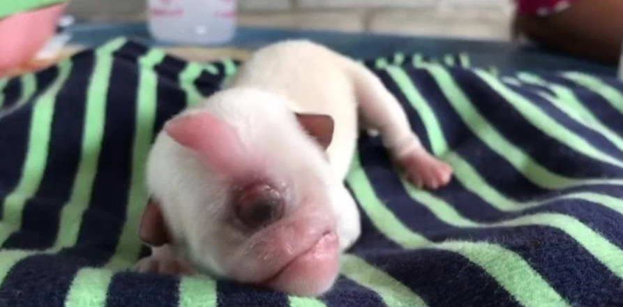 Kevin, el perro que nació con un ojo y que motivó a jugar su fecha de nacimiento en la lotería