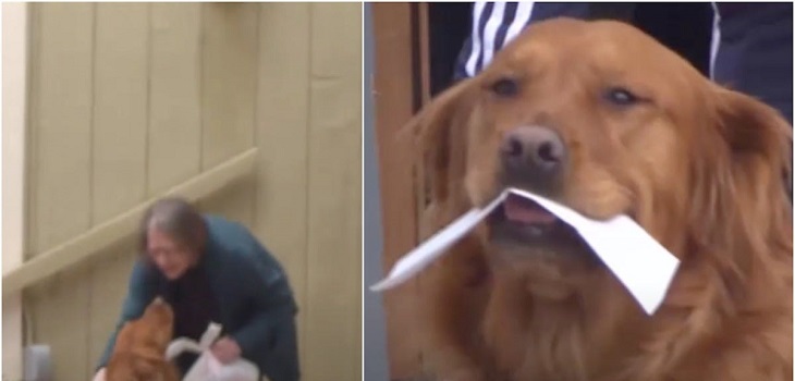 Delivery de cuatro patas: perro entrega insumos básicos a su vecina en cuarentena