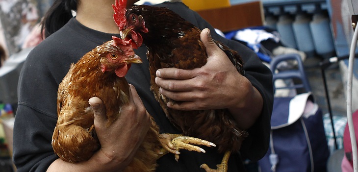 7 pandemias que se han originado por virus que pasaron de animales a humanos